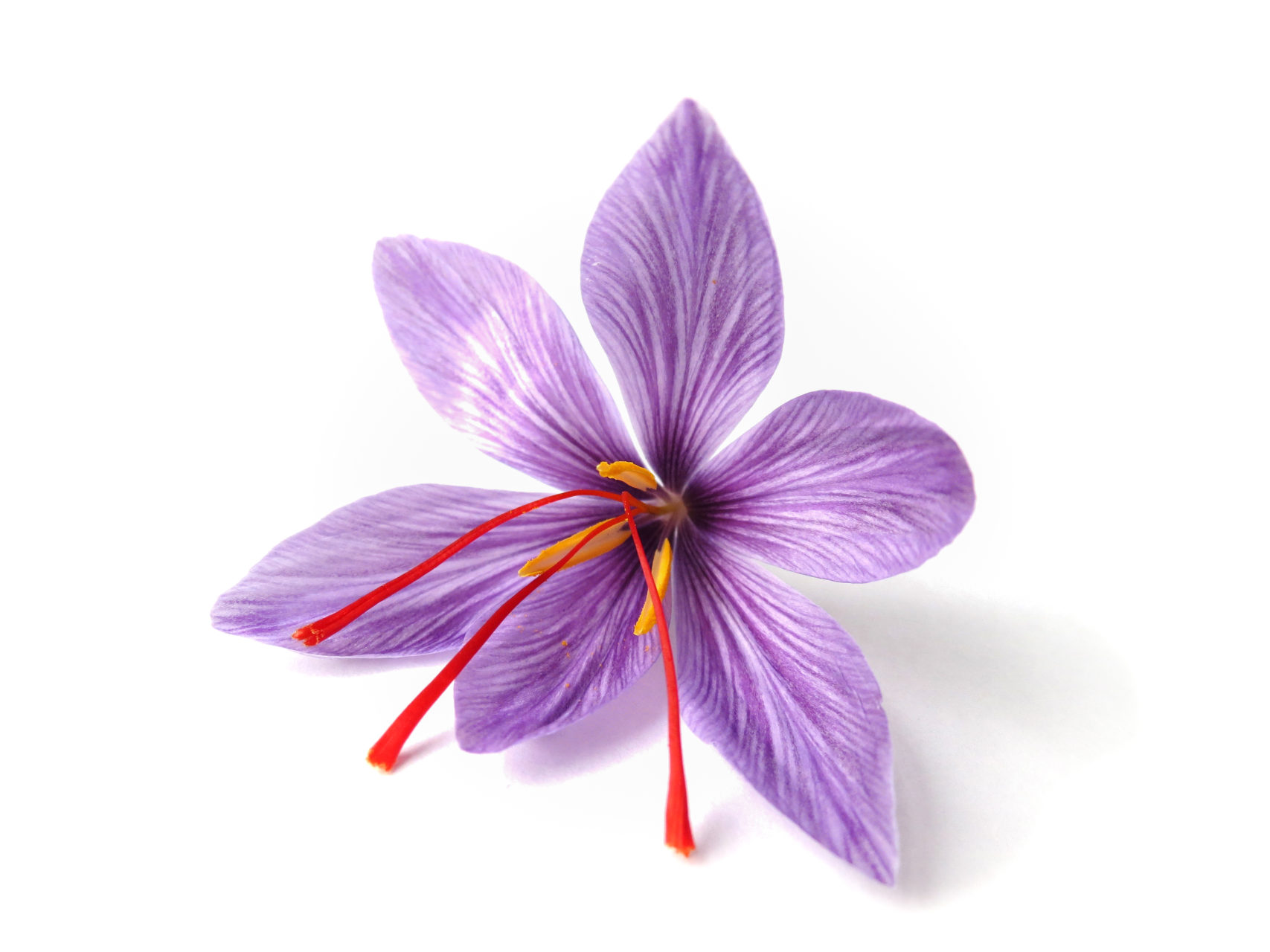 Safranblüte
